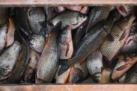 Russia Fish Industry