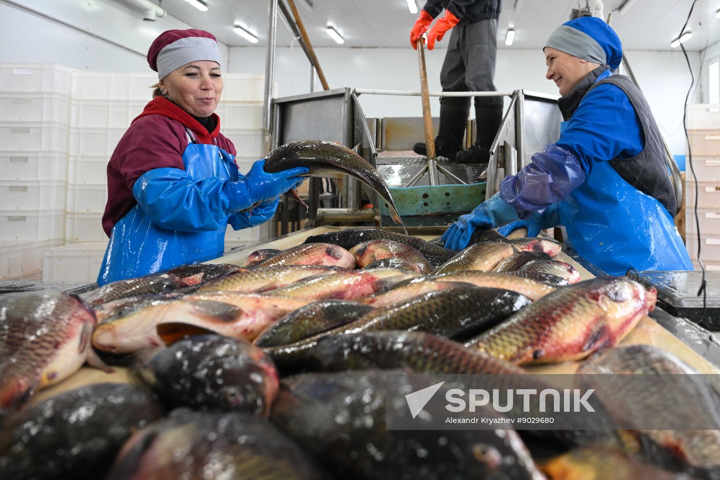 Russia Fish Industry