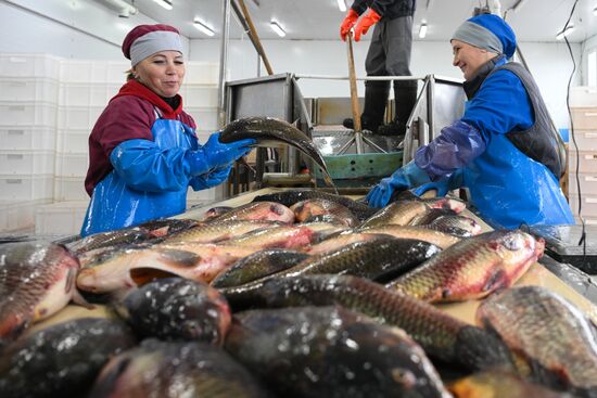 Russia Fish Industry