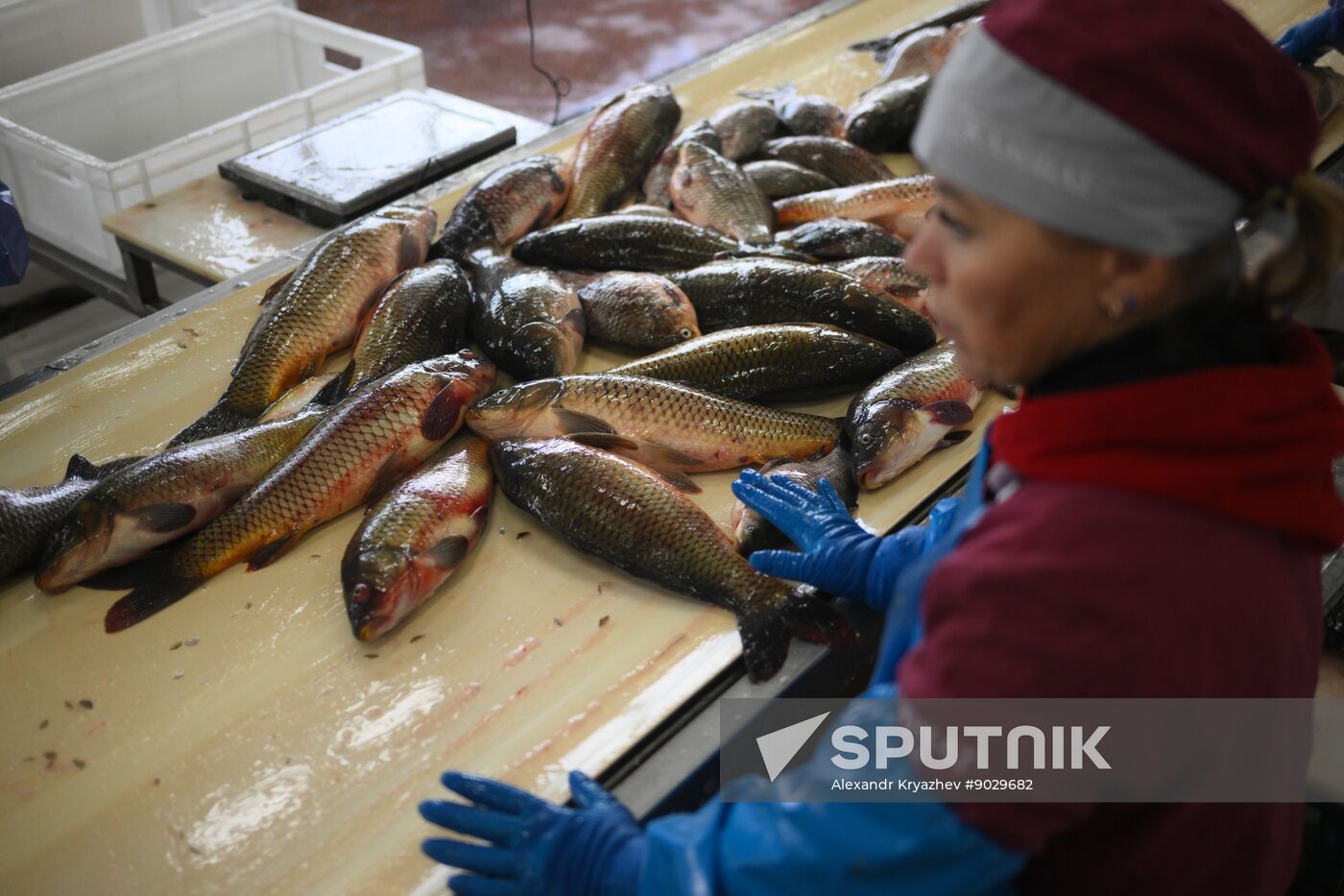 Russia Fish Industry