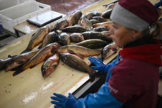 Russia Fish Industry