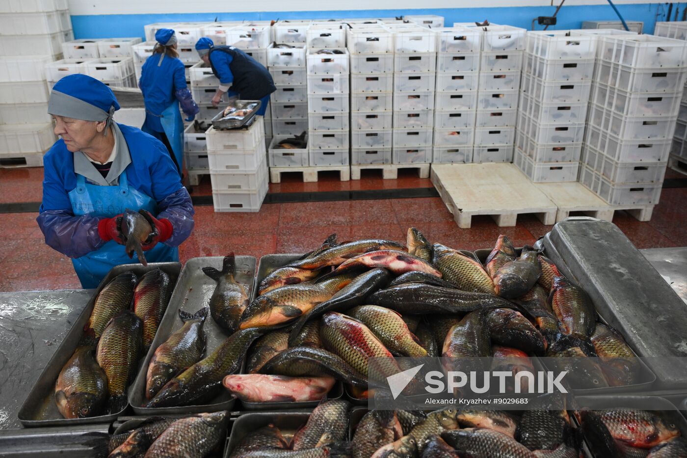 Russia Fish Industry