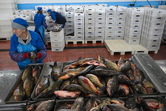 Russia Fish Industry