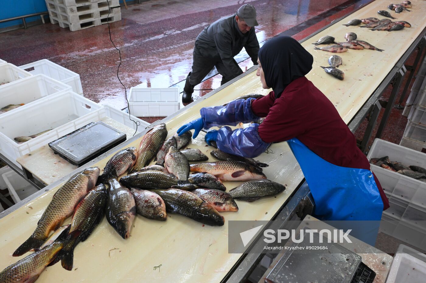 Russia Fish Industry