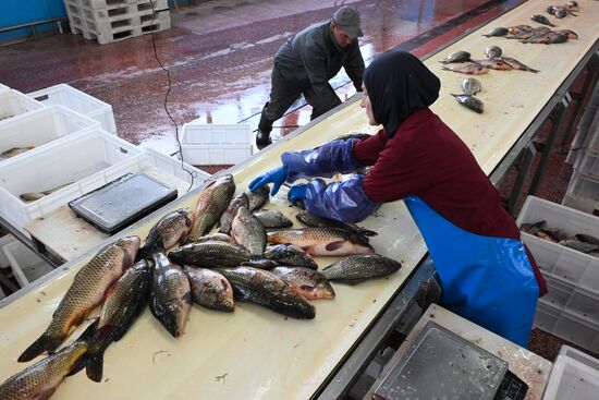 Russia Fish Industry