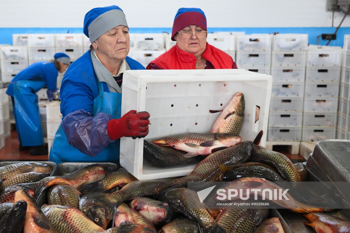 Russia Fish Industry