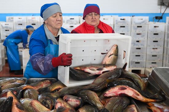 Russia Fish Industry