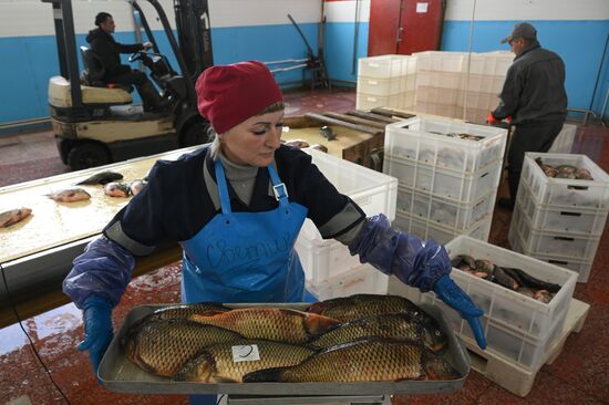 Russia Fish Industry