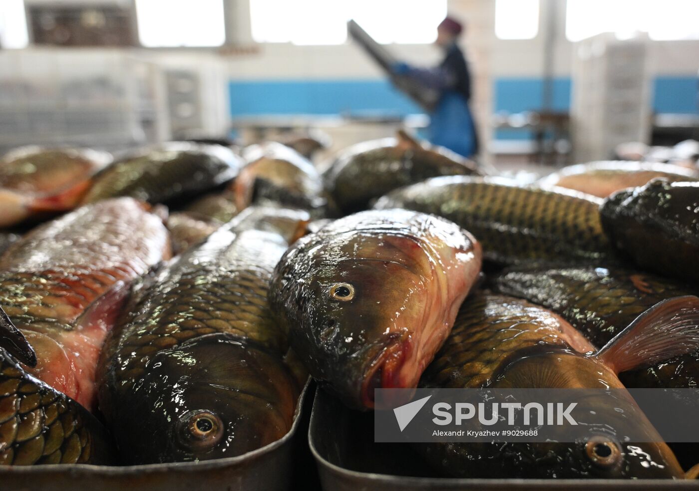 Russia Fish Industry