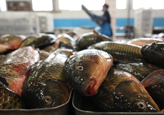 Russia Fish Industry
