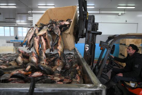 Russia Fish Industry