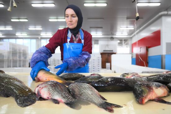 Russia Fish Industry