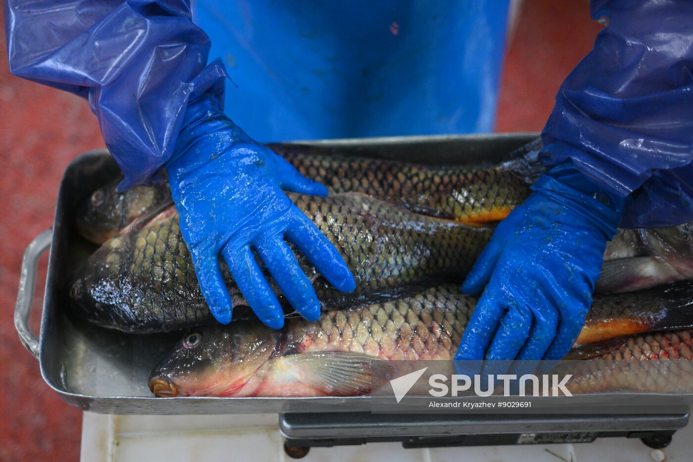 Russia Fish Industry