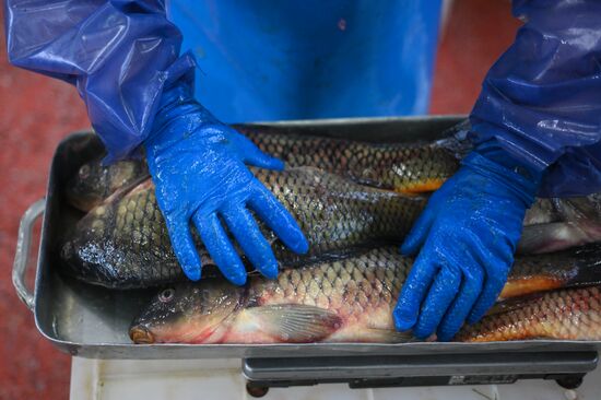Russia Fish Industry