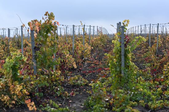 Russia Wine Industry