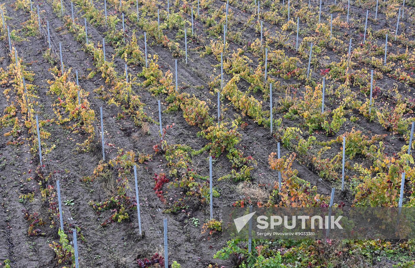 Russia Wine Industry