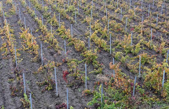 Russia Wine Industry