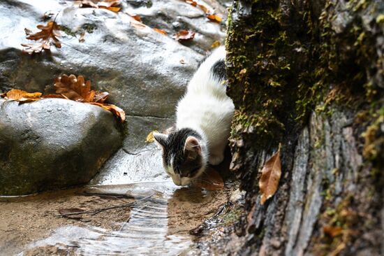 Russia Crimea Environment