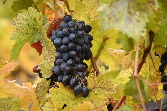 Russia Crimea Environment