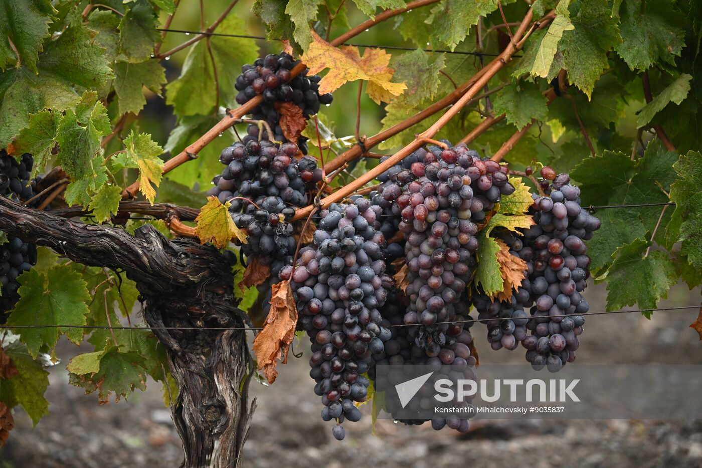 Russia Crimea Environment