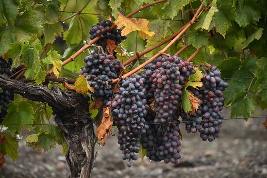 Russia Crimea Environment