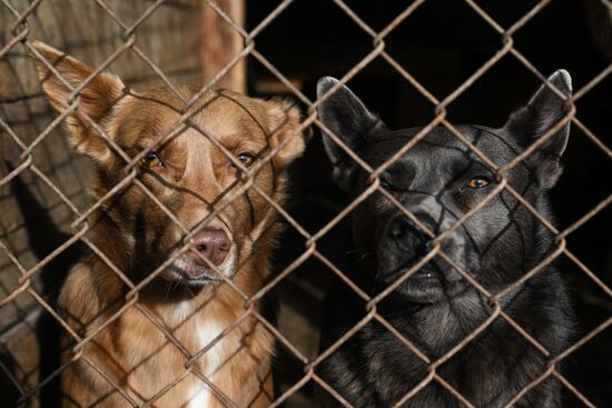 Russia Animal Protection Fund