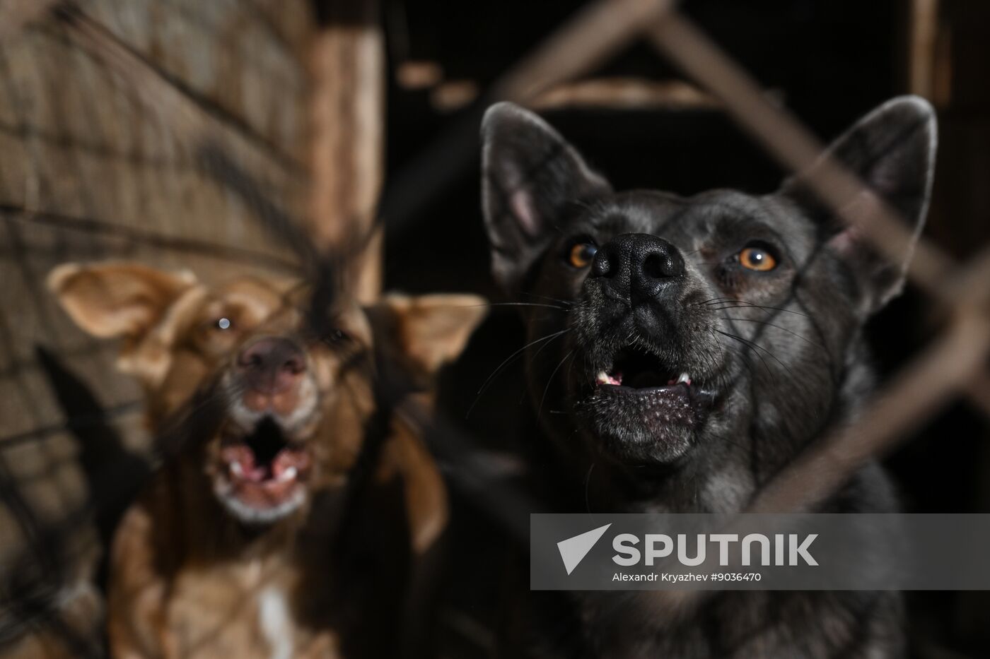 Russia Animal Protection Fund