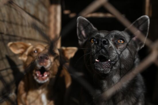 Russia Animal Protection Fund