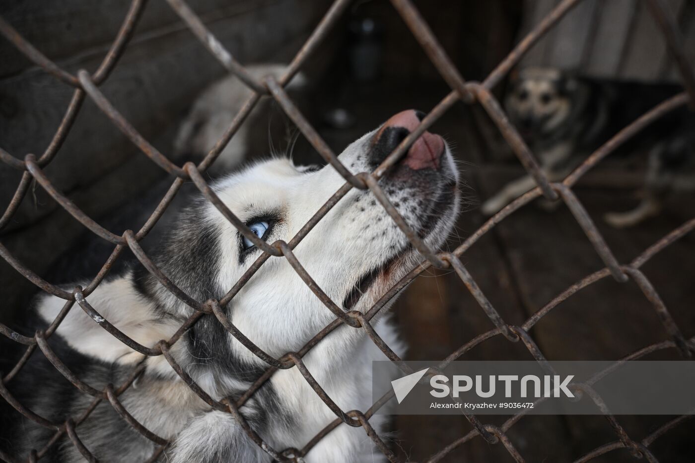 Russia Animal Protection Fund