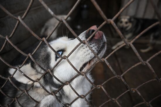 Russia Animal Protection Fund