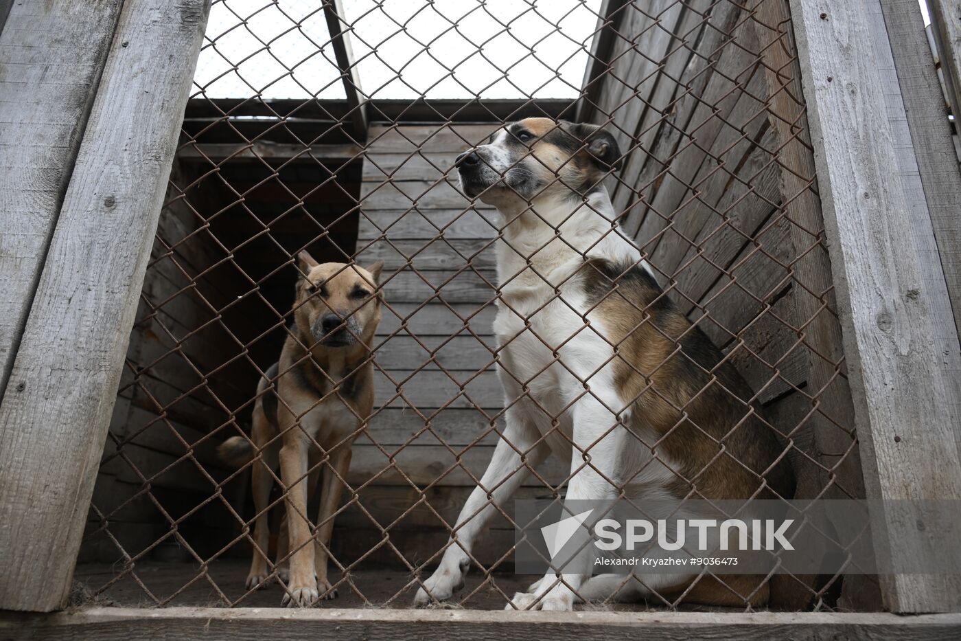 Russia Animal Protection Fund