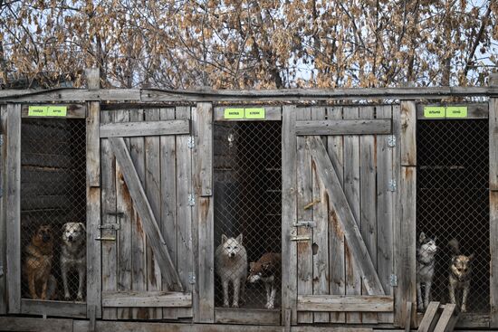 Russia Animal Protection Fund