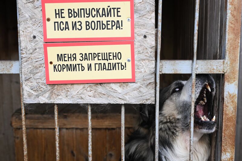 Russia Animal Protection Fund