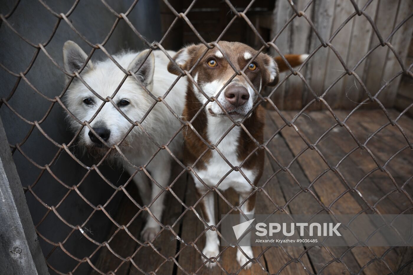 Russia Animal Protection Fund