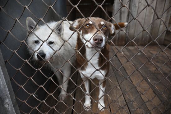 Russia Animal Protection Fund