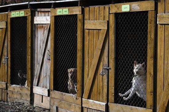 Russia Animal Protection Fund