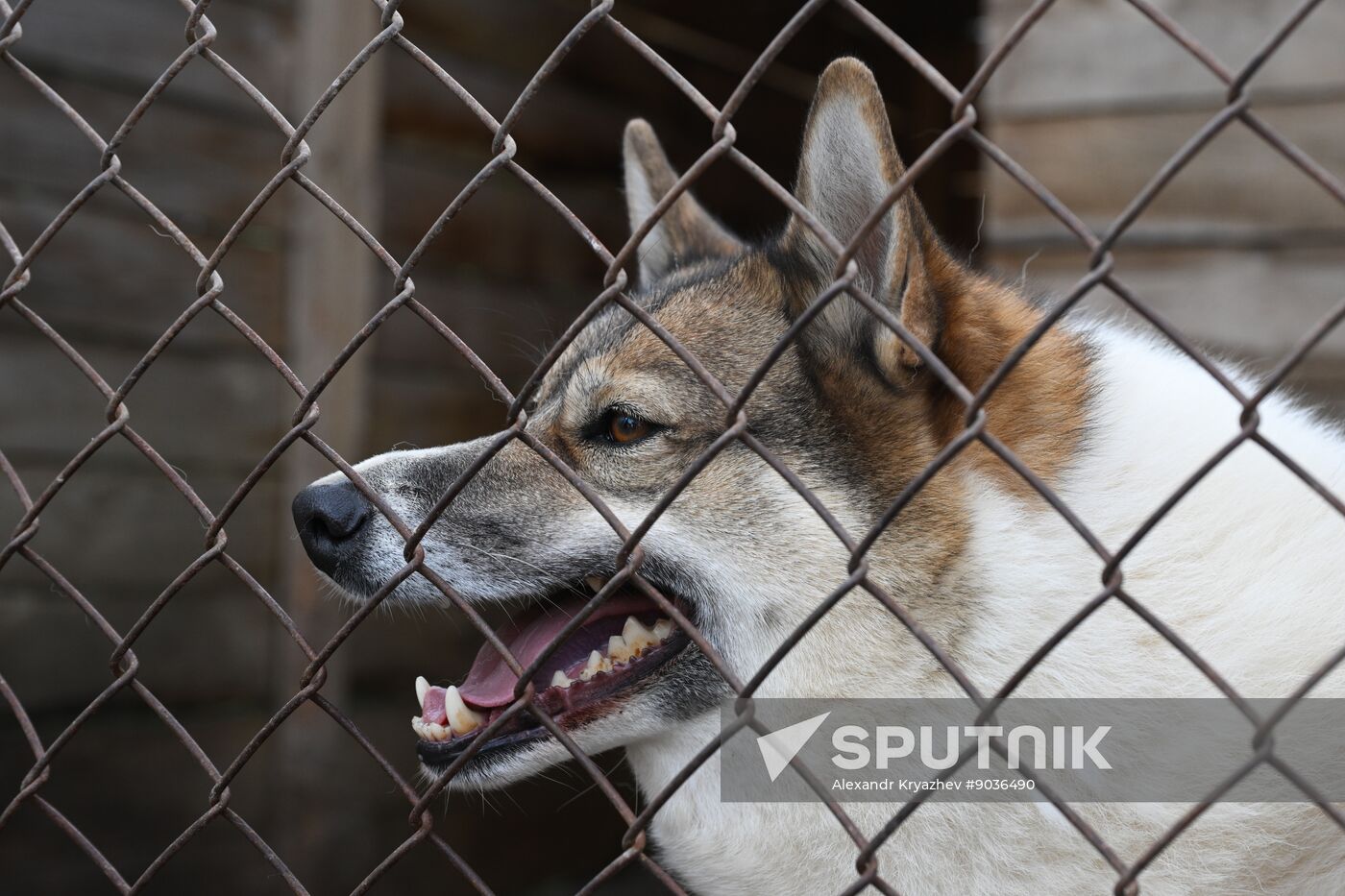 Russia Animal Protection Fund