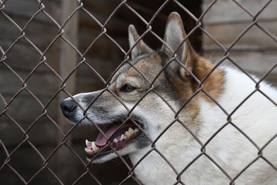 Russia Animal Protection Fund