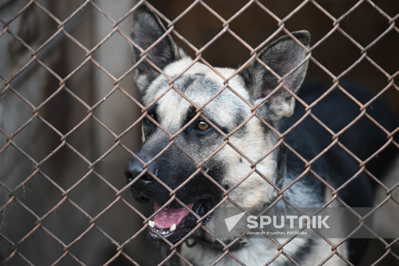 Russia Animal Protection Fund