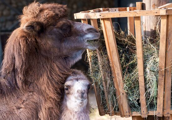 Kazakhstan Daily Life