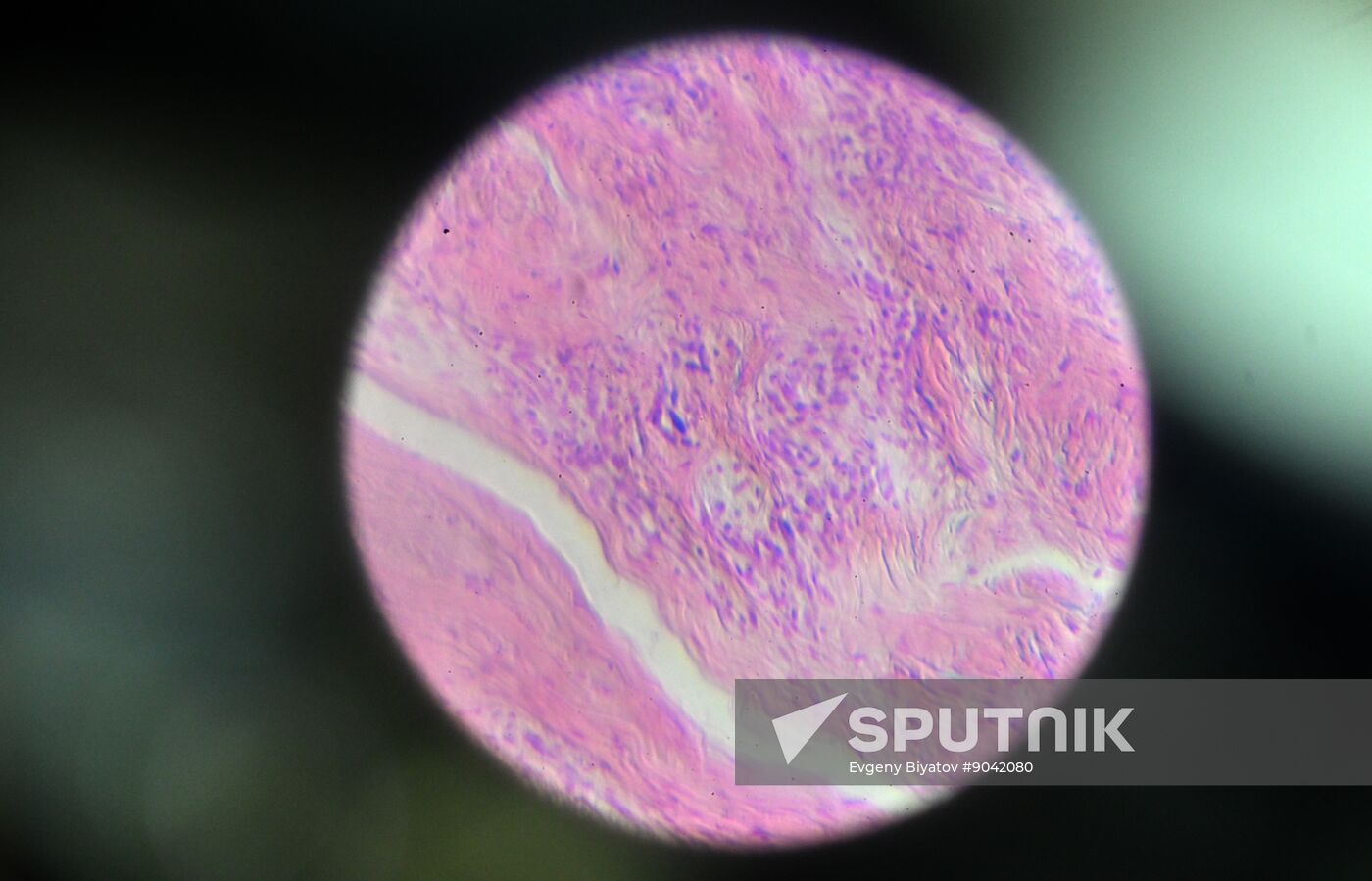 Russia Education Pirogov Medical University