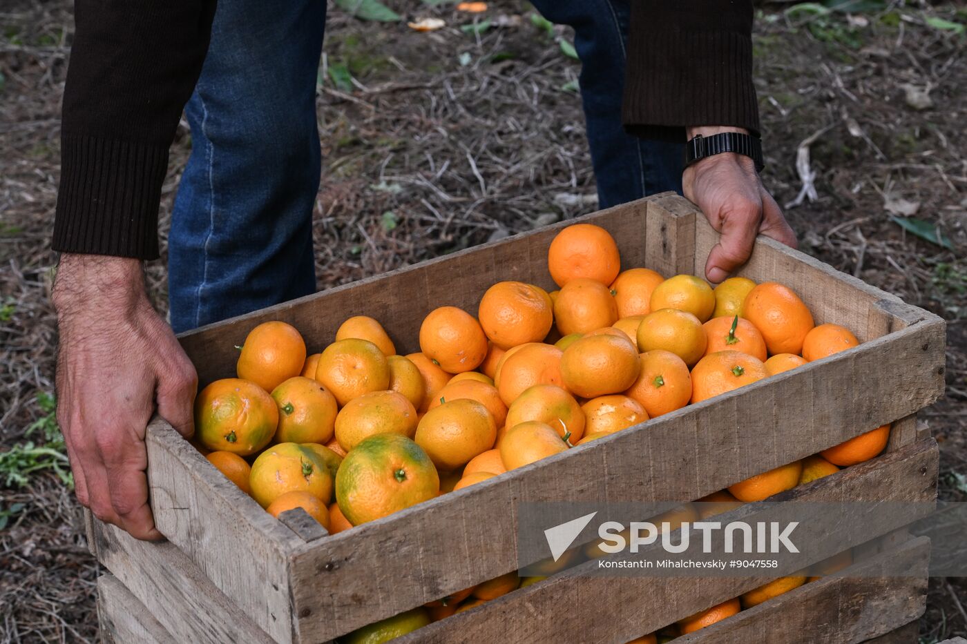 Abkhazia Agriculture Mandarines Harvesting