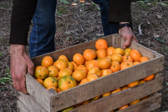 Abkhazia Agriculture Mandarines Harvesting