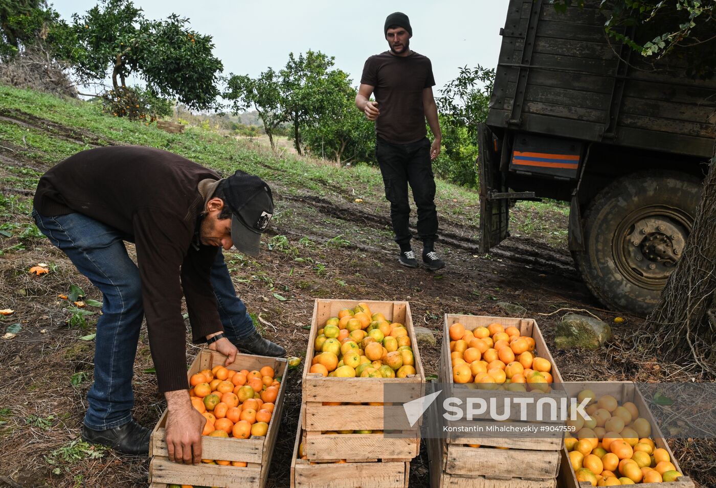 Abkhazia Agriculture Mandarines Harvesting