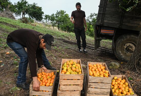 Abkhazia Agriculture Mandarines Harvesting
