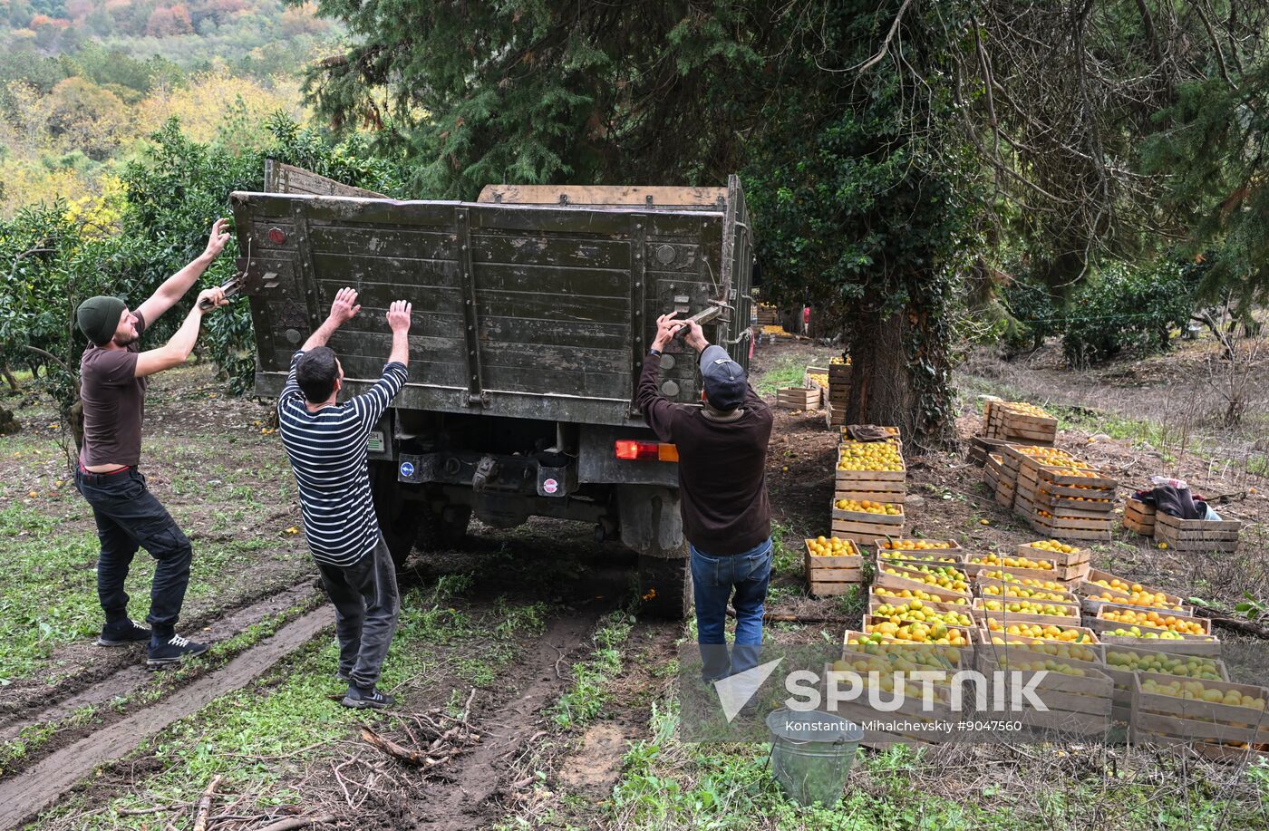 Abkhazia Agriculture Mandarines Harvesting