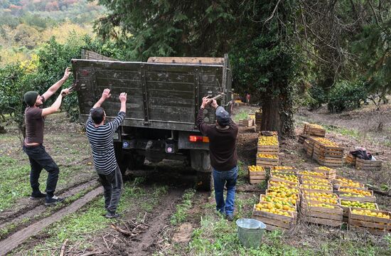 Abkhazia Agriculture Mandarines Harvesting