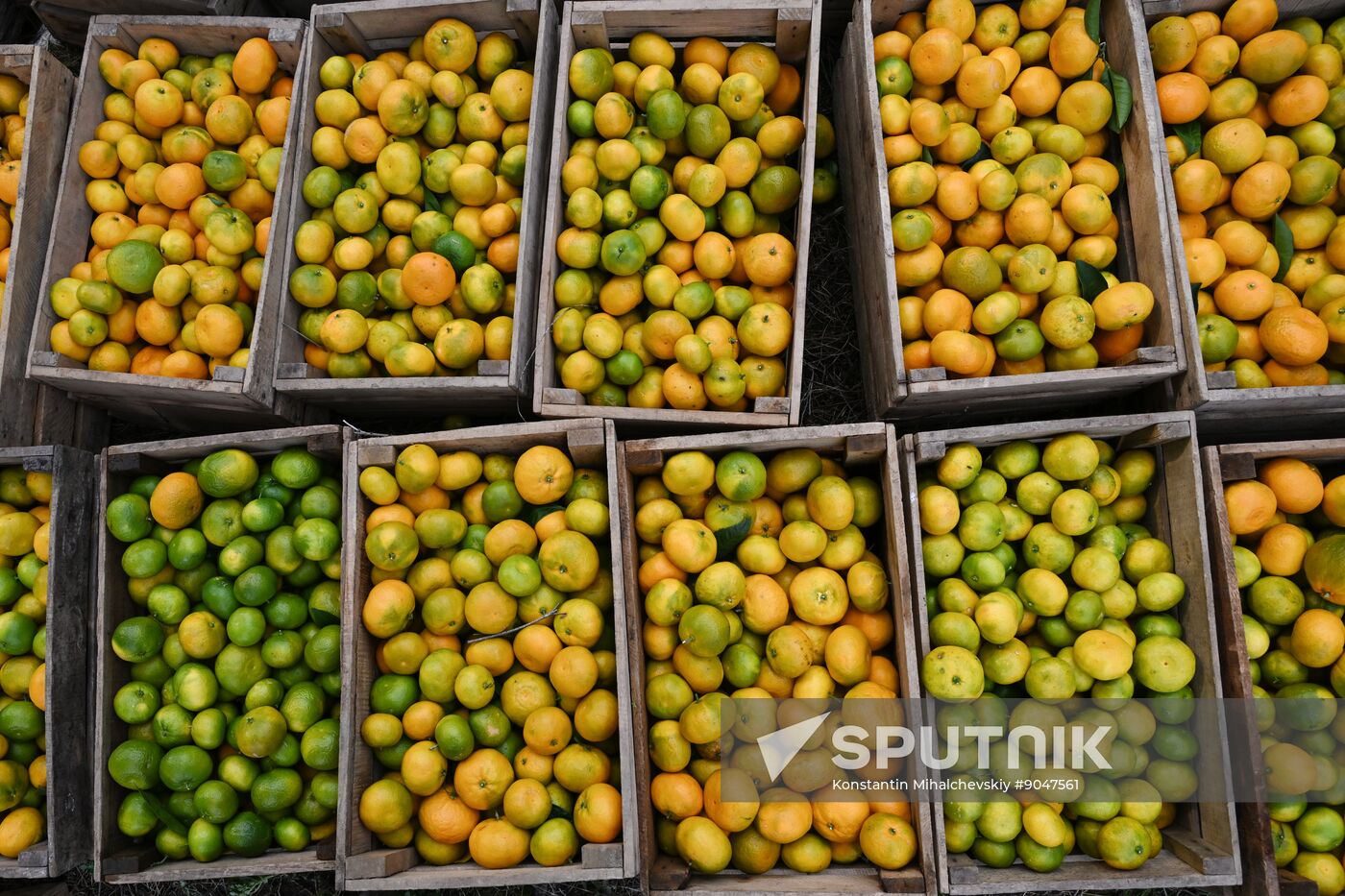 Abkhazia Agriculture Mandarines Harvesting