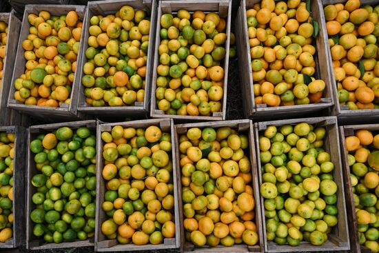 Abkhazia Agriculture Mandarines Harvesting