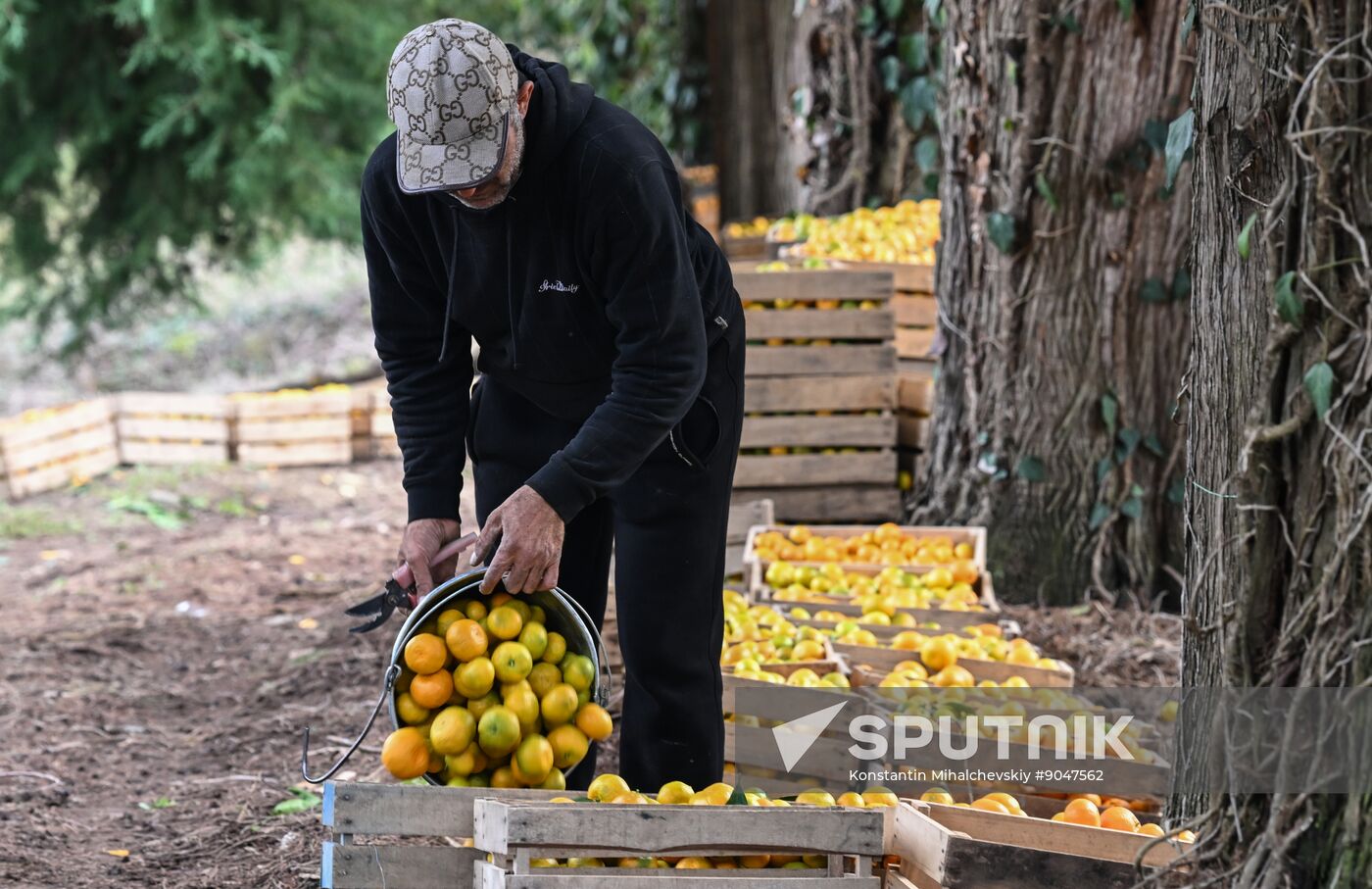 Abkhazia Agriculture Mandarines Harvesting